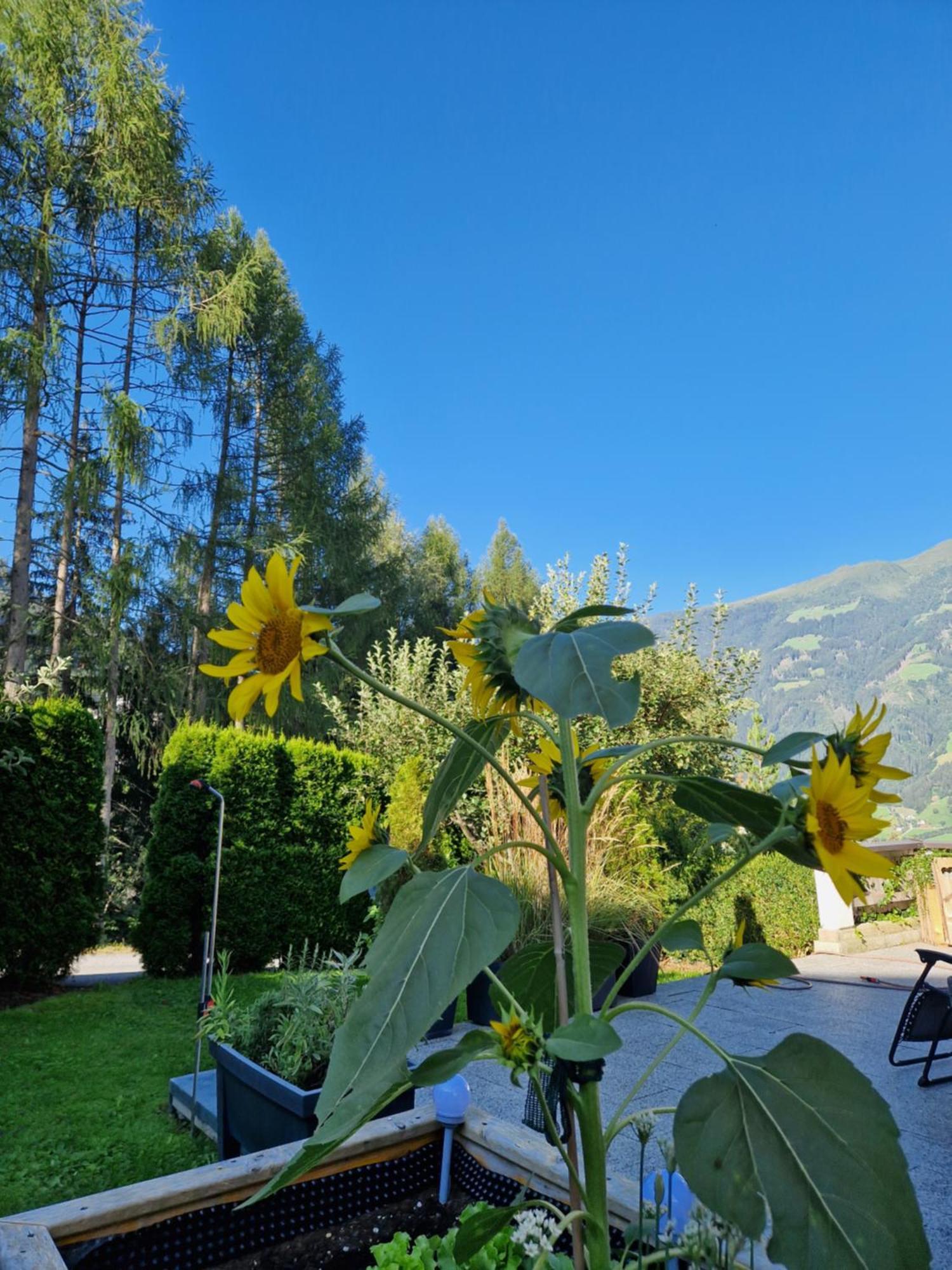 Haus Roland Lägenhet Zell am Ziller Exteriör bild
